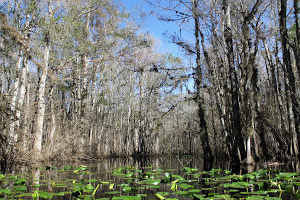 The Greater Jacksonville Paddling Guide
